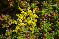 Jelly Bean Plant (Sedum rubrotinctum) at Lakeshore Garden Centres
