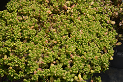 Shiny Stonecrop (Sedum lucidum) at Lakeshore Garden Centres