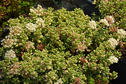 Shiny Stonecrop (Sedum lucidum) at Lakeshore Garden Centres