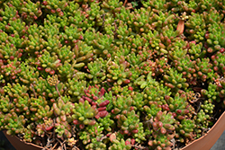 Aurora Pink Jelly Bean Plant (Sedum rubrotinctum 'Aurora') at Lakeshore Garden Centres