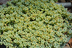 Blue Stonecrop (Sedum clavatum) at Lakeshore Garden Centres
