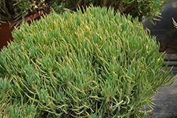 Narrow-Leaf  Blue Chalksticks (Senecio vitalis) at Lakeshore Garden Centres