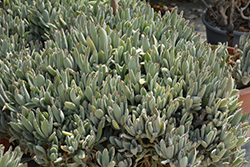Panda Plant (Kalanchoe tomentosa) at Golden Acre Home & Garden