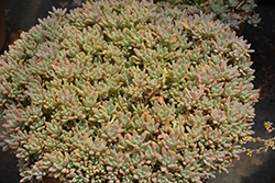 Darley Sunshine Graptosedum (Graptosedum 'Darley Sunshine') at Lakeshore Garden Centres