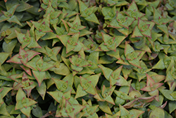 String Of Buttons (Crassula perforata) at Lakeshore Garden Centres