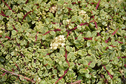 Variegated Elephant Food (Portulacaria afra 'Variegata') at Lakeshore Garden Centres
