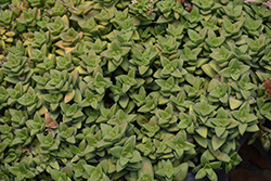Springtime Crassula (Crassula 'Springtime') at Lakeshore Garden Centres
