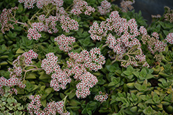 Springtime Crassula (Crassula 'Springtime') at Lakeshore Garden Centres
