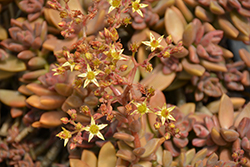 Vera Higgins Graptosedum (Graptosedum 'Vera Higgins') at Lakeshore Garden Centres