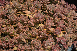 Vera Higgins Graptosedum (Graptosedum 'Vera Higgins') at Lakeshore Garden Centres