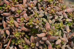 Jet Beads Sedeveria (Sedeveria 'Jet Beads') at Lakeshore Garden Centres