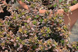 Jet Beads Sedeveria (Sedeveria 'Jet Beads') at Lakeshore Garden Centres