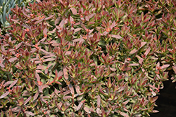 Red Stem Crassula (Crassula rubricaulis) at Lakeshore Garden Centres