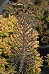 Chandelier Plant (Kalanchoe delagoensis) at Lakeshore Garden Centres