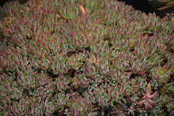 Arrow Mexican Fire Cracker (Echeveria setosa 'Arrow') at Lakeshore Garden Centres
