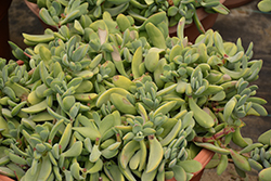 Mini Propeller Plant (Crassula cephalophora) at Lakeshore Garden Centres