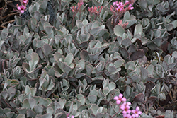Flower Dust Plant (Kalanchoe pumila) at Lakeshore Garden Centres