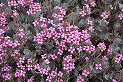 Flower Dust Plant (Kalanchoe pumila) at Lakeshore Garden Centres