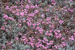 Flower Dust Plant (Kalanchoe pumila) at Lakeshore Garden Centres