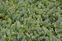 Marnier's Kalanchoe (Kalanchoe marnieriana) at Lakeshore Garden Centres