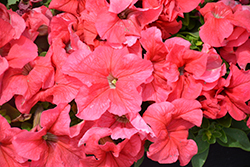 Limbo Salmon Petunia (Petunia 'Limbo Salmon') at Lakeshore Garden Centres