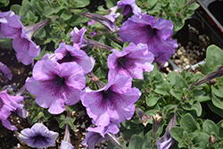 Madness Plum Crazy Petunia (Petunia 'PAS3213') at Lakeshore Garden Centres
