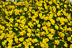 Penny Yellow Pansy (Viola cornuta 'Penny Yellow') at Lakeshore Garden Centres