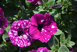 Headliner Electric Purple Sky Petunia (Petunia 'KLEPH20513') at Lakeshore Garden Centres