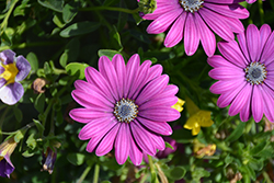 Daisy Falls Purple Osteospermum (Osteospermum 'KLEOE16285') at Lakeshore Garden Centres