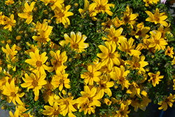 Sun Drop Yellow Bidens (Bidens ferulifolia 'Sun Drop Yellow') at Lakeshore Garden Centres
