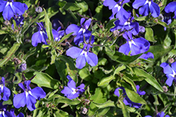 Early Springs Dark Blue Lobelia (Lobelia erinus 'KLEL12472') at Lakeshore Garden Centres