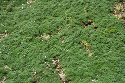 Elfin Creeping Thyme (Thymus praecox 'Elfin') at Peter Knippel Garden Centre