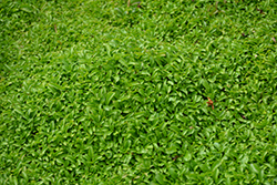 Pennyroyal (Mentha pulegium) at Lakeshore Garden Centres