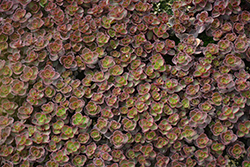 Bronze Carpet Stonecrop (Sedum spurium 'Bronze Carpet') at A Very Successful Garden Center
