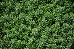 Athoum Stonecrop (Sedum album 'Athoum') at Lakeshore Garden Centres