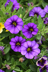 Cabrio Amethyst Calibrachoa (Calibrachoa 'Cabrio Amethyst') at Lakeshore Garden Centres