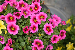 Conga Rose Kiss Calibrachoa (Calibrachoa 'Conga Rose Kiss') at Lakeshore Garden Centres