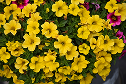 Conga Deep Yellow Calibrachoa (Calibrachoa 'Balcongdel') at Lakeshore Garden Centres