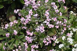 Mon Amie Pink Forget-Me-Not (Myosotis sylvatica 'Mon Amie Pink') at Lakeshore Garden Centres