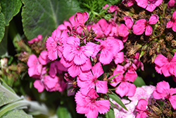 Diabunda Rose Sweet William (Dianthus barbatus 'Diabunda Rose') at Lakeshore Garden Centres