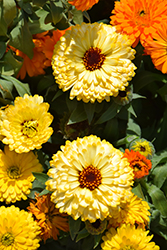 Costa Light Yellow Marigold (Calendula 'Costa Light Yellow') at Lakeshore Garden Centres