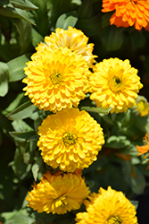 Costa Yellow Marigold (Calendula 'Costa Yellow') at Lakeshore Garden Centres