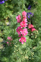 Qis Carmine Larkspur (Delphinium consolida 'Qis Carmine') at Lakeshore Garden Centres
