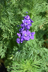 Qis Dark Blue Larkspur (Delphinium consolida 'Qis Dark Blue') at Lakeshore Garden Centres
