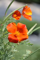 Red Chief California Poppy (Eschscholzia californica 'Red Chief') at Lakeshore Garden Centres