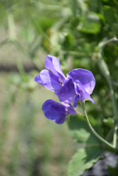 Old Spice Sweet Pea Mix (Lathyrus odoratus 'Old Spice Mix') at Lakeshore Garden Centres