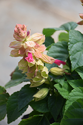 Sizzler Burgundy Halo Sage (Salvia splendens 'Sizzler Burgundy Halo') at Lakeshore Garden Centres