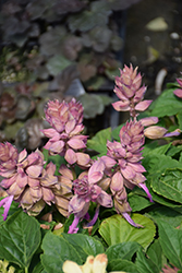 Sizzler Lilac Bicolor Sage (Salvia splendens 'Sizzler Lilac Bicolor') at Lakeshore Garden Centres
