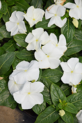 Cora XDR White (Catharanthus roseus 'Cora XDR White') at Lakeshore Garden Centres