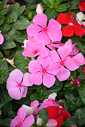 Cora XDR Light Pink (Catharanthus roseus 'Cora XDR Light Pink') at Lakeshore Garden Centres